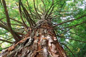 Grosser Baum (Foto: David Jufer)
