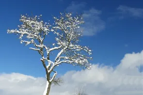 Baum im Winter (Foto: Werner N&auml;f)