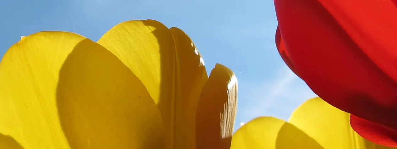 Tulpen (Foto: Werner Näf) Tulpen (Foto: Werner Näf)