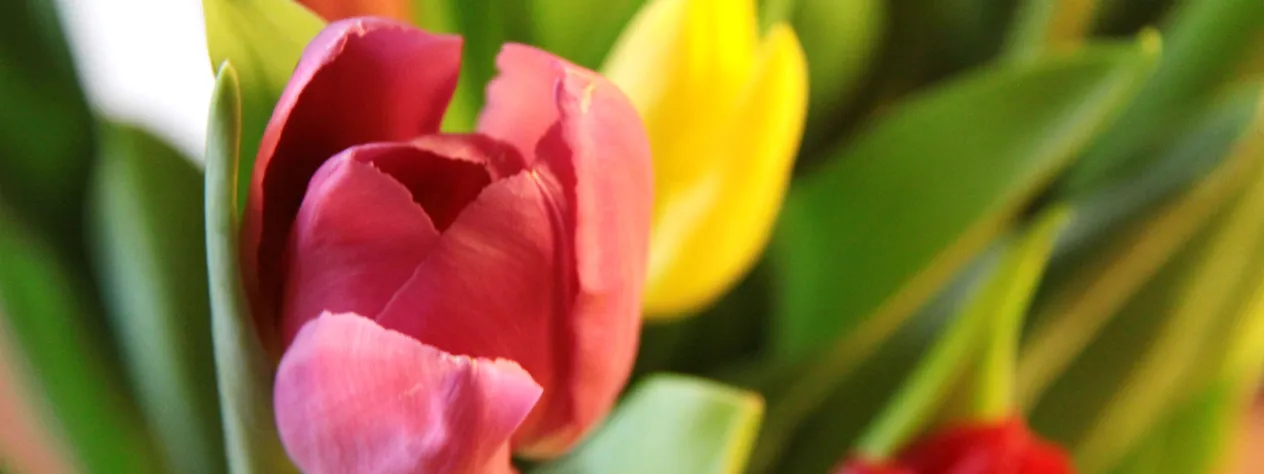 Tulpen (Foto: David Jufer) Tulpen (Foto: David Jufer)