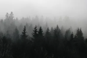 Wald im Nebel: Hagenturm Schaffhausen (Foto: David Jufer)