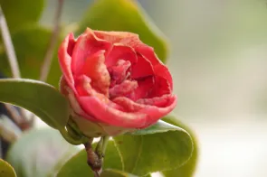 rote Rose (Foto: Andreas Schiffmann-Pf&auml;ffli)