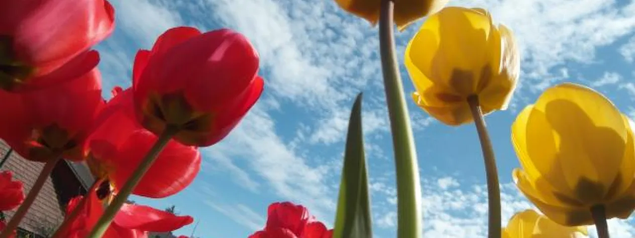 Tulpen (Foto: Tabea Näf) Tulpen (Foto: Tabea Näf)