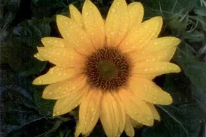 Sonnenblume (Foto: Barbara Wegmann)