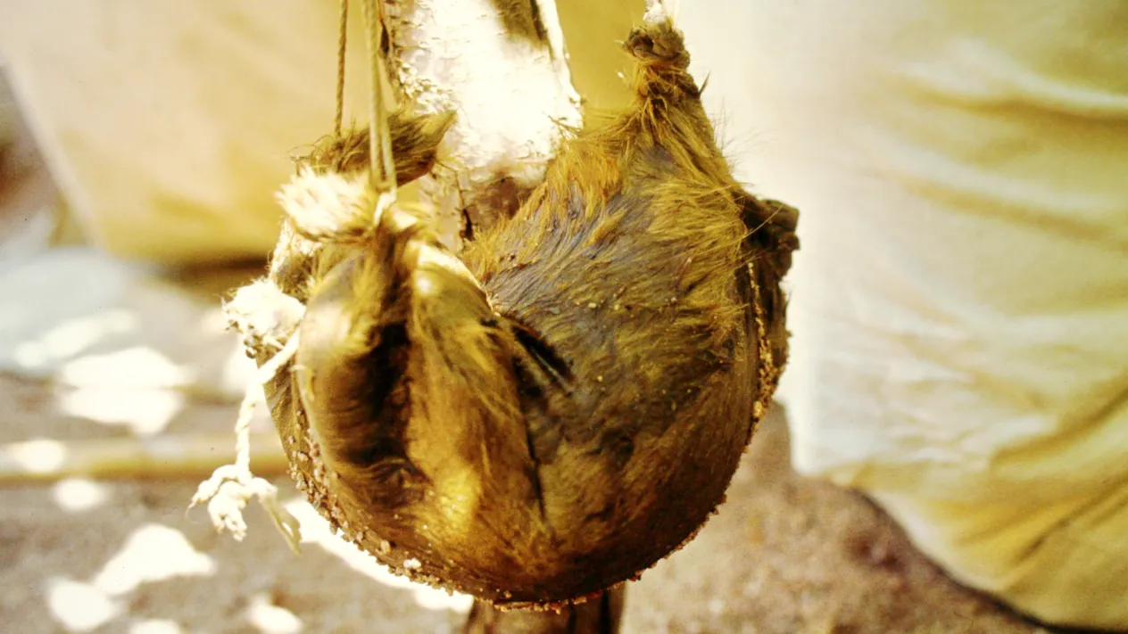 Alter (Wasser oder Wein-)Schlauch (Foto: Christoph Knoch) Alter (Wasser oder Wein-)Schlauch (Foto: Christoph Knoch)